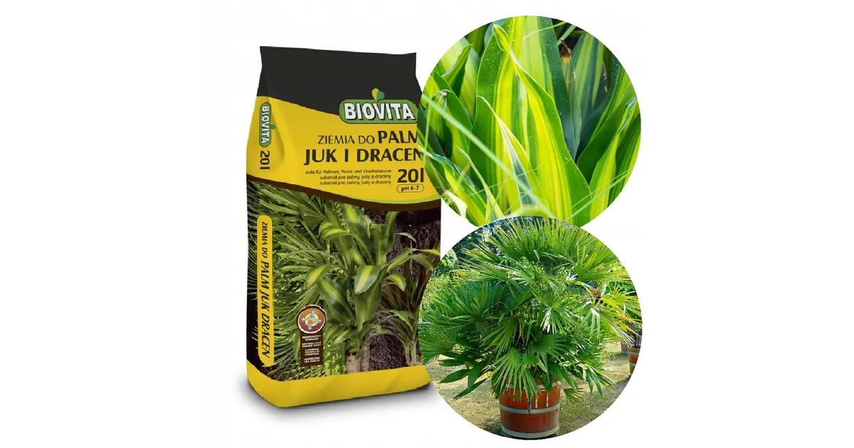 dracena fragrans burley Dracaena Fragrans (M) Burley in Nursery Grow Pot – Pulpy Garden