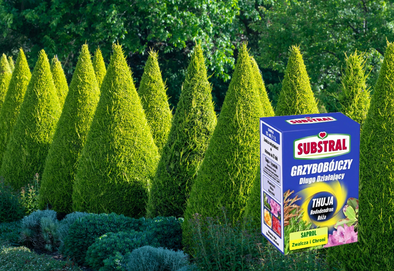 wisteria from seeds Wisteria Seeds main image 0