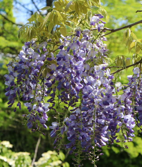 Toraf - Zestaw do uprawy Wisteria Chiska - 1szt - Bioires.pl - Wszystko do  domu i ogrodu
